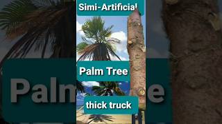 Grow Palm tree 1 foot to 10 foot in minutes Washingtonia Robusta [upl. by Catarina]