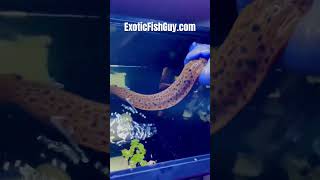 Freshwater Tiger Moray Eel Gymnothorax Polyuranodon ExoticFishGuycom [upl. by Euqilegna930]