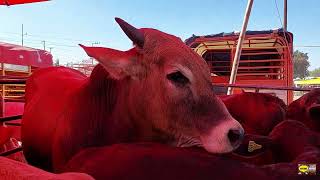 PLAZA GANADERA TEPEACA PUEBLAPUROS ANIMALES GIGANTESTOROSCHIVOSBORREGOSMULASLA MEJOR DE PUEBLA [upl. by Yelsel]