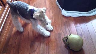 Puppy Wire Fox Terrier playing with a Halloween skull [upl. by Lienahs324]