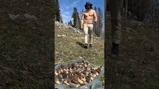 Une trouvaille EXTRAORDINAIRE de champignons😮 nature shorts [upl. by Vogeley]