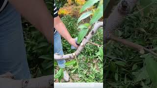 Branch pruning process  Good tools and machinery make work easy [upl. by Nikolia]