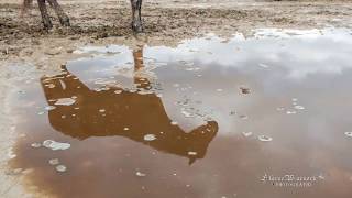 Wet Muddy fields  Easy Horse Care rescue Centre [upl. by Enelyt]