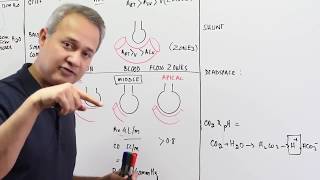 Ventilation Perfusion Ratio [upl. by Yorgen]