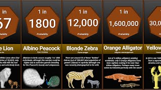 Probability Comparison Rarest Animal [upl. by Stover]