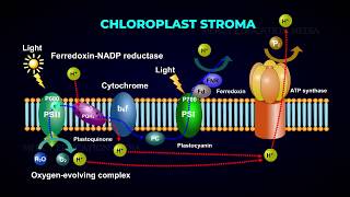 Electron Transport System  Photophosphorylation  Photolysis of Water [upl. by Malanie]