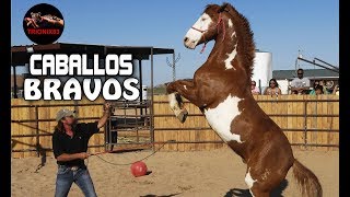 EL CABALLO MAS BRAVO DEL MUNDO – Los Caballos mas peligrosos del mundo [upl. by Kinghorn309]