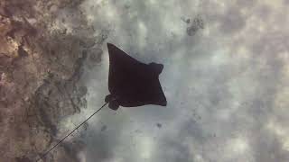 Aetobatus narinari  Пятнистый орляк  Spotted eagle ray [upl. by Nnaul438]