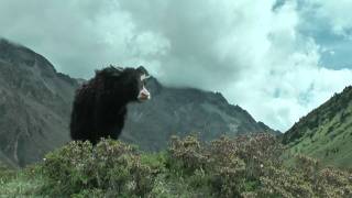 Bhutan Chomolhari and Tigers Nest trek [upl. by Andros]