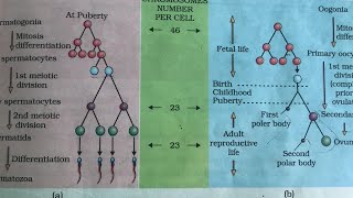 Schematic representation of Oogenesis Class 12 by Manisha mam JP DAV [upl. by Courtney]