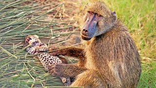 Baboons Steal amp Groom 2 Leopard Cubs [upl. by Downe866]