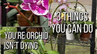 What To Do When Orchid Blooms Fall Off ☠️ Yellowing Flower Spike Orchid Care For Begginers [upl. by Alahs]