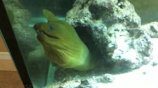 Green Moray Eel Feeding [upl. by Nosyk163]