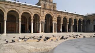 Pigeons Of AlZaytouna Mosque Today  06052017😍 [upl. by Hirschfeld]