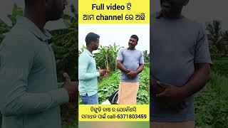 6371803459Shrimp farming in odisha chingudi chasa by organic odisha shrimpfarming shorts ytshorts [upl. by Htabazile]