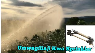 Kilimo cha umwagiliaji kwenye alizeti Kilimo cha alizeti kumwagilia kwa kutumia sprinkler [upl. by Ojyram]