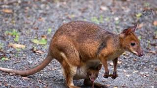 Interesting facts about red legged pademelon by weird square [upl. by Kubetz730]