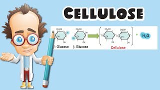 Cellulose [upl. by Nyhagen]