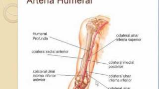 Irrigacion miembro superior 2 HUMERAL [upl. by Jandy557]