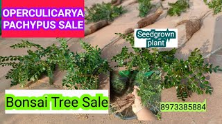 operculicarya pachypus Sale Seedgrown low maintanance Bonsai plant 8973385884 Whats app message [upl. by Akit]