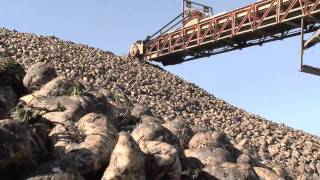 Special Episode Sugar Beet Harvest  Americas Heartland [upl. by Irrol774]