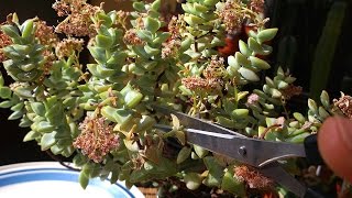 How to Deadhead Succulent Plants  Crassula [upl. by Enenstein]