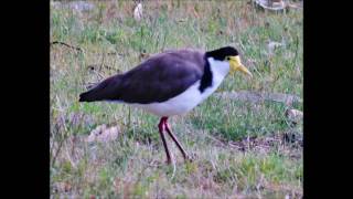 Masked Lapwing Plover bird call and mating [upl. by Tedmann]