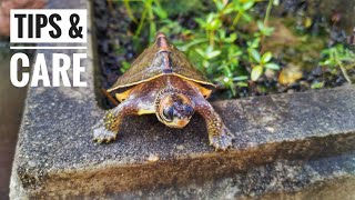 Care of Turtle in Winter Indian roofed turtle Full detail video in hindi [upl. by Norvell]