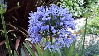 Agapanthus umbellatus African Lily  FarmerGracycouk [upl. by Auhsej]