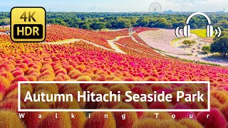 Autumn Hitachi Seaside Park Walking Tour  Ibaraki Japan 4KHDRBinaural [upl. by Anawait888]