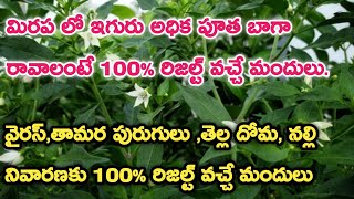 మిరప లో అధిక పూత  Dhanuka Lustre use in Chilli crop TeluguFlusilazole 125  Carbendazim 25SC [upl. by Aay266]