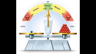 Équilibre acidobasique partie 1 lacidose métabolique [upl. by Abbotsun]