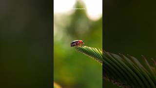 Macro photography using smartphone 🤯🔥photography shorts youtubeshorts [upl. by Nosbig]