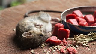 Top 5 Best Mouse Poisons Review in 2023  See This Before You Buy [upl. by Salena]