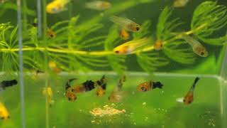 Swordtail Fry  week 2 [upl. by Gwen]