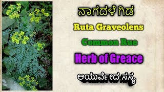 ನಾಗದಳೆ Ruta Graveolens Rue Herb of Greace [upl. by Nnaeirrac224]