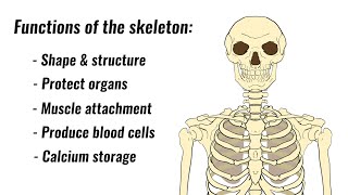 Slayer Cartoon  Skeletons Of Society [upl. by Eddie217]