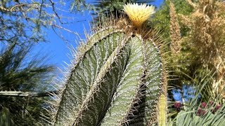 Astrophytum de 300 Años en España Conoce la ubicación y ven a visitarlocactusdesertcity cactus [upl. by Slayton315]