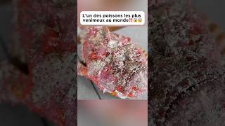 L’un des poissons les plus venimeux au monde‼️😱😱 food fish poisson découverte pourtoi fyp [upl. by Naloj252]