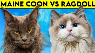 Maine Coon Cat vs Ragdoll Cat  As DIFFERENT As They Can Get [upl. by Gnilrits]