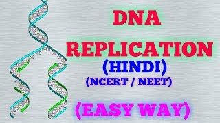 DNA REPLICATION HINDI EASY WAY  NCERT [upl. by Dawson681]