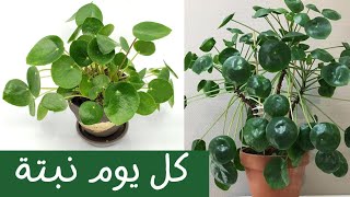 كل يوم نبتة الحلقة 23 نبات بيليا بيبيميورديس One plant a day Pilea Peperomioides [upl. by Enyrhtak350]