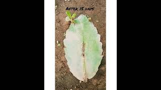 Bryophyllum leaf 🌿Reproduce by vegetative propagation leaf budtrendingshortsyoutubeshorts [upl. by Clementine]