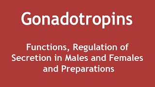 Gonadotropins  Functions Regulation of Secretion in Males and Females and Preparations ENGLISH [upl. by Aemat26]