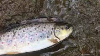 Bushkill Creek fish kill June 5 2020 [upl. by Ennyrb]