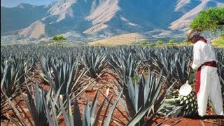 The process of Tequila [upl. by Arrec]