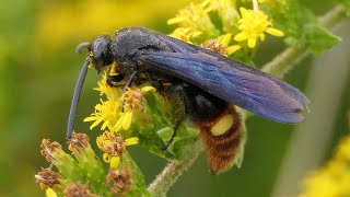 If you see a swarm of these in your yard dont worry  Bluewinged Wasps [upl. by Kitarp534]