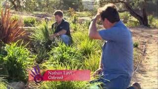 Creating a Low Maintenance Drought Tolerant Garden  Lomandra Dianella and Phormium [upl. by Lon470]