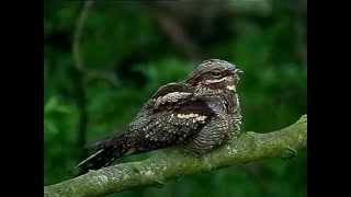 Nightjar singing in daylight [upl. by Linson]