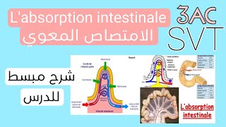 labsorption intestinale الامتصاص المعوي [upl. by Newby]